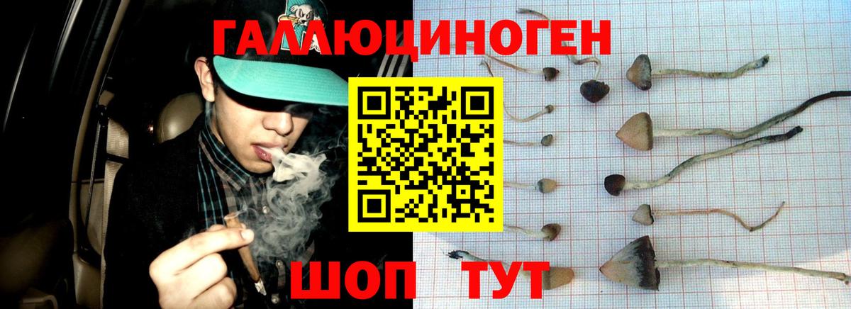 Котлас  Галлюциногенные грибы Cubensis  Вход с VPN  Псилоцибиновые грибы Psilocybe 